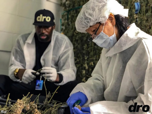 DRO, AKA/Hydroponic: Luxury Cannabis & Culture For The People In 2020